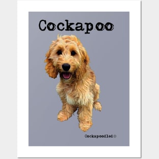 Golden Apricot Cockapoo / Spoodle and Doodle Dog Posters and Art